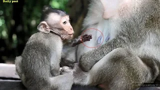 Starved baby Milto crying for milk, hungry baby Milto crying loudly, Milta monkey fights cuz of milk
