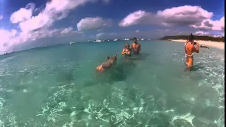 Swimming Pigs  Exumas Bahamas