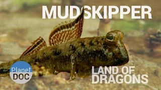 Mudskipper. Land of Dragons | Nature - Planet Doc Full Documentaries