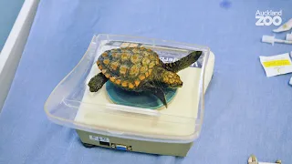 A tremendous effort to save a tiny sea turtle