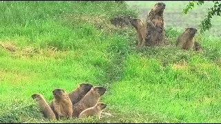 Большая дружная семья (сурок байбак) || Big friendly family (marmots)