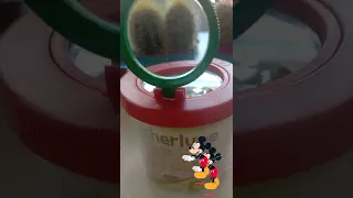 Мои растения. Кактус похож на Мики Мауса. Mickey mouse. 🐭🐁