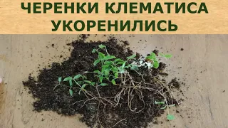 ЧЕРЕНКИ КЛЕМАТИСА УКОРЕНИЛИСЬ