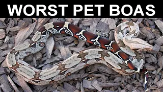 Worst Pet Boa Constrictors- Avoid These Snakes!!!