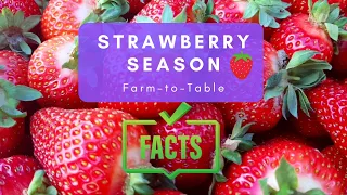 Little Known Strawberry Season Facts 🍓 Farm to Table