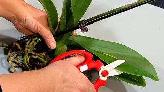 Как заставить орхидеи расти быстро