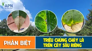 APN - PHÂN BIỆT TRIỆU CHỨNG CHÁY LÁ TRÊN CÂY SẦU RIÊNG