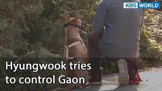 Hyungwook tries to control Gaon (Dogs are incredible EP.123-9) | KBS WORLD TV 220517