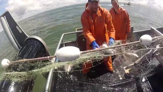 How to pick salmon out of a gillnet