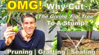 OMG! Why Cut "The Giving 'Fig' Tree" To A Stump? | Pruning | Grafting | Sealing & MORE