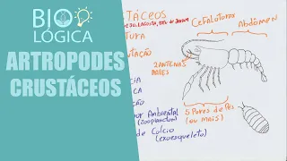 BIO LÓGICA! ARTRÓPODES - CRUSTÁCEOS