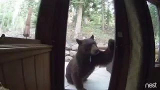 Electric Fence Shocks Bear in Lake Tahoe, CA