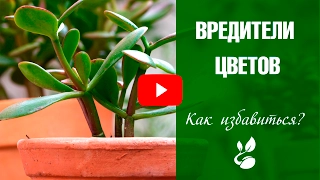 Подуры - насекомые в комнатных цветах 🌼 Как бороться?