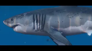 Jaws - Great White Shark (GTA 5)