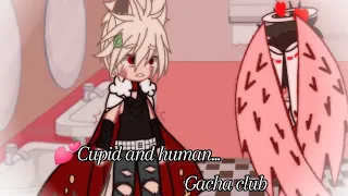 | 💕Cupid and human | BkDk | Quirkless + Cupid Deku Au | BNHA/MHA | Gacha club| Valentine special |