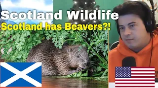 American Reacts The Majestic Wildlife Of Scotland | Facing The Atlantic | Real Wild