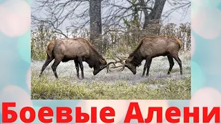 БОЕВЫЕ АЛЕНИ! ЧЕМ ОНИ ОПАСНЫ И КАК ИХ РАСПОЗНАТЬ?!