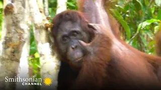 Orangutan Uses Acrobatic Tree-Hopping to Get Food 🌴 Orangutan Jungle School | Smithsonian Channel