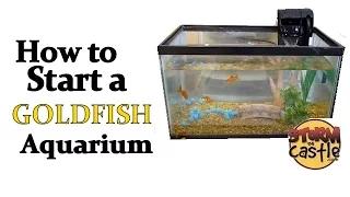 How to start a goldfish aquarium