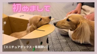 【ダックスフント】【多頭飼い】妹よ！名前は決まったの？　姉妹仲良くしようね