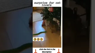 Cat afraid of toy snake😂😹🐱 #shorts #kitten #funnycats #cutecats #cat #funy #😹 #😹😂🐕