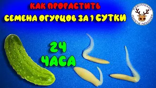 Как прорастить семена огурцов ЗА 1 СУТКИ 👍 100% результат за 24 часа 👍 Экспресс метод проращивания