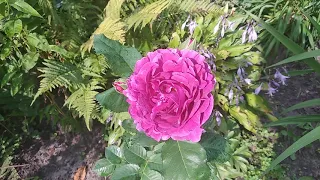 25. Роза Minerva. Цветение 31 августа 2019 года