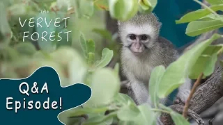 Answers To Your Questions About Vervet Monkeys - Vervet Forest - Q&A #1