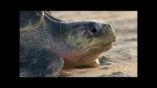 For Olive Ridley Sea Turtles, Laying Eggs is Grueling Work