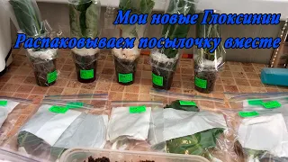 Мои новинки Глоксиний. Распечатываем посылочку вместе.