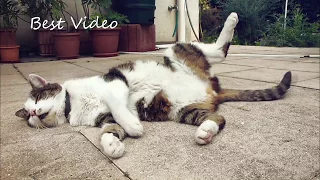 Funny and Cute sleeping cats compilation. Очень милые и смешные спящие кошки.