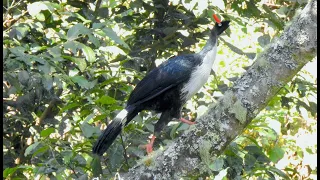 Guatemala Birding March 2022   HD 720p