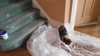 Molly the Cat Playing With Her Ball