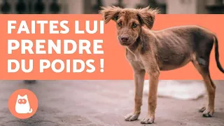 Comment faire GROSSIR un Chien ? ⬆️ 5 CONSEILS Efficaces