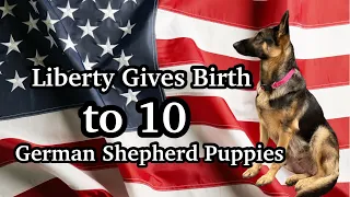 German Shepherd Gives Birth to 10 Puppies | Liberty’s First Litter