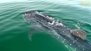 Whale Sharks of Holbox | JONATHAN BIRD'S BLUE WORLD