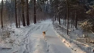 охота на зайца и лису 21 01 2018 с  гончими.