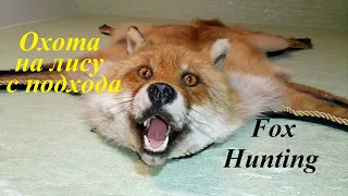 Охота на лису с подхода   Fox Hunting