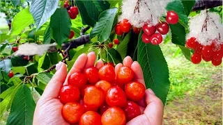 World's Most Expensive Cherry - Amazing Japan Agriculture Technology Farm - Best Cherry Harvest