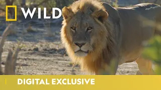 Battle For King | Savage Kingdom | National Geographic Wild UK