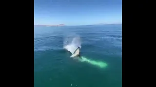 Watch how this orca slaps this stingray with its tail