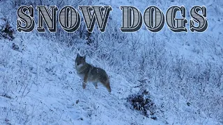 Coyote Calling After Snowstorm (SNOW DOGS)