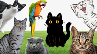 ANIMALS AROUND US: PARROT, DOG, CAT I Animal Sounds Video Compilation 2023