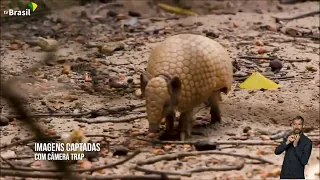 Caatinga: coração do sertão nordestino | Nossos Biomas