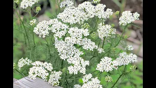 Reconnaître l’Achillée Millefeuille.