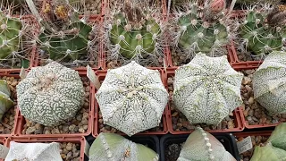 Astrophytum. Коллекция астрофитумов Игоря и Елены Сытник 2021