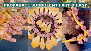 Propagate Succulents Fast & Easy | 多肉植物 | 다육이들 | Suculentas