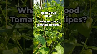 NEED YOUR HELP - What are Good Tomatillo Recipes?