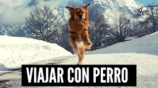 Cómo viajar con 🐕 PERRO en 🚐 FURGONETA Camper o Autocaravana [TIPS]