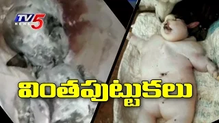 Buffalo Gives Birth To Human Like Baby | Goat Gives Birth to Human Like Baby | TV5 News